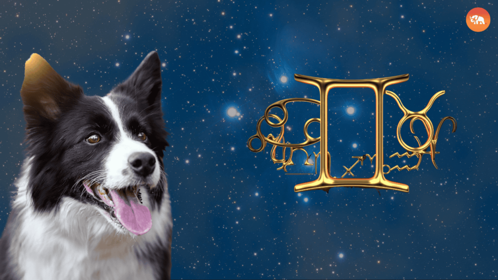 Dog Breeds for Every Zodiac Sign-Gemini-Border Collie