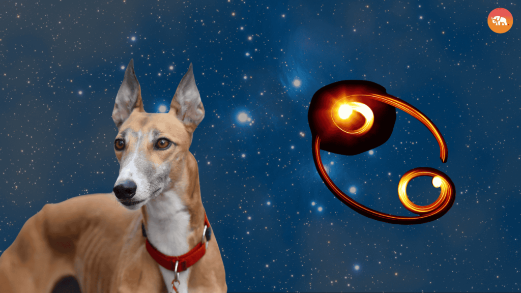 Dog Breeds for Every Zodiac Sign-Cancer-Greyhound