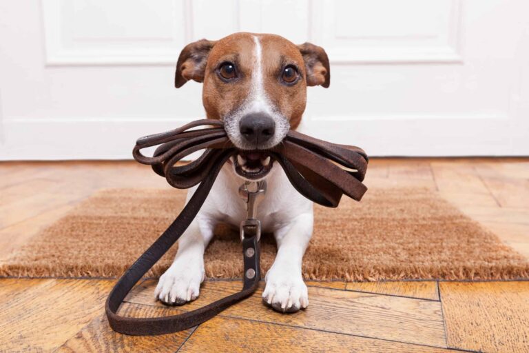 A dog carrying a leash.