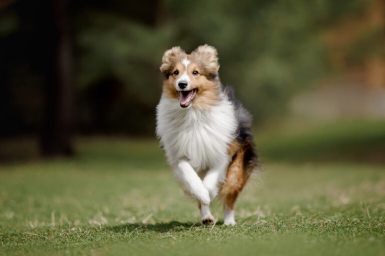 Shetland Sheepdog