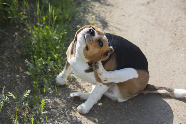 Dog flea remedies
