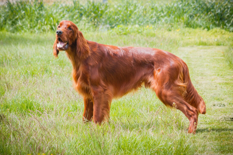 secrets for good dog's coat