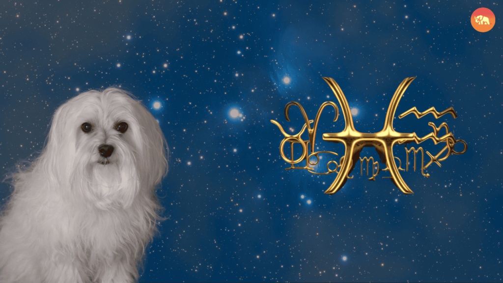 Zodiac Sign-Pisces-Maltese