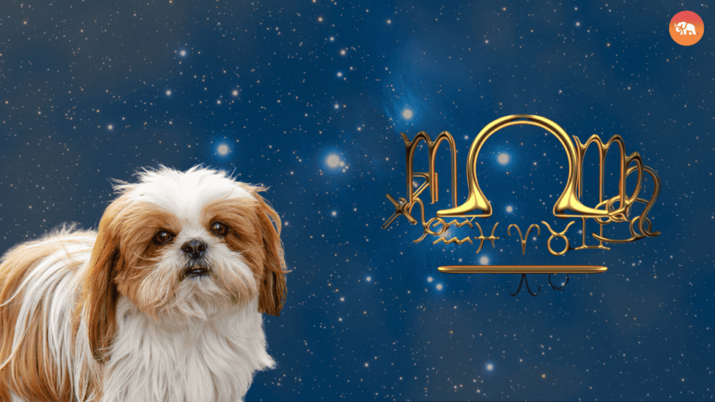 Zodiac Sign-Libra-Shih Tzu