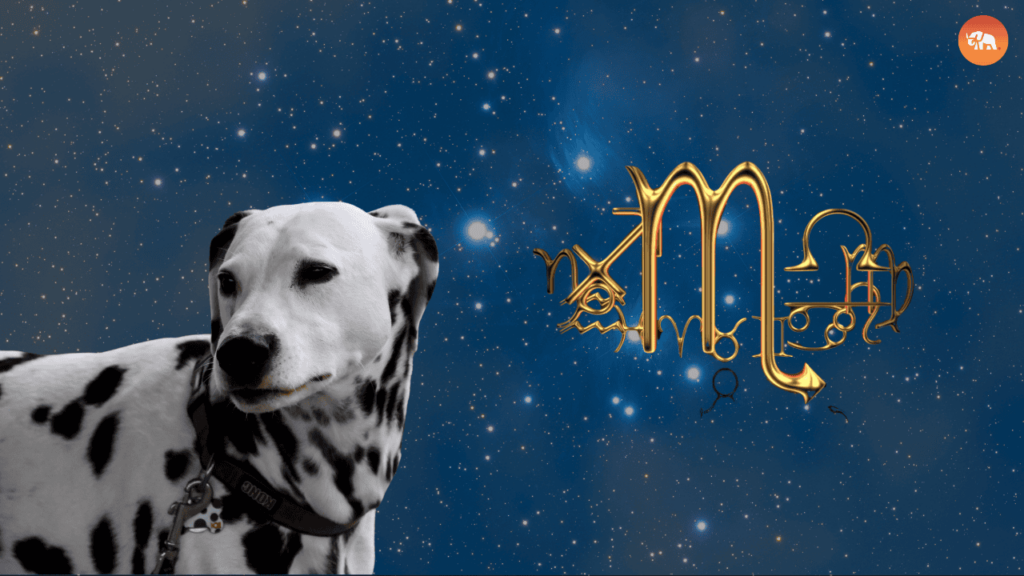 Dog Breeds for Every Zodiac Sign-Scorpio-Dalmation