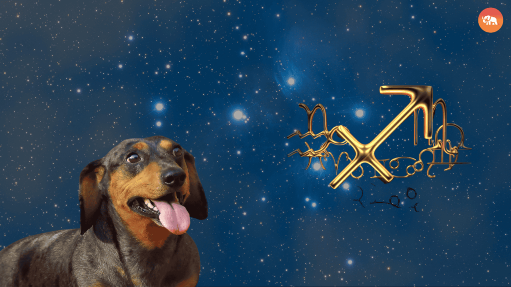 Dog Breeds for Every Zodiac Sign-Sagittarius-Dachshund