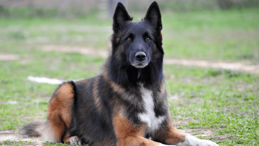 Belgian sheepdog