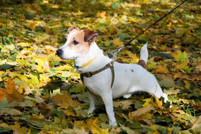 Dog Jack Russell Terrier on a leash in the autumn park