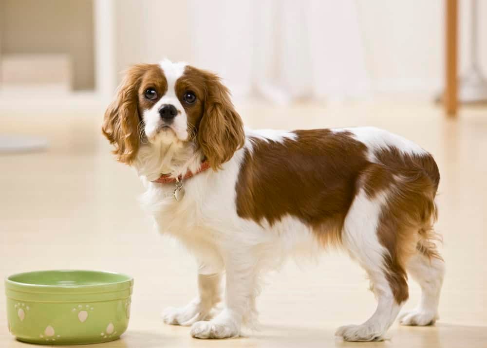 Puppy with food bowl.