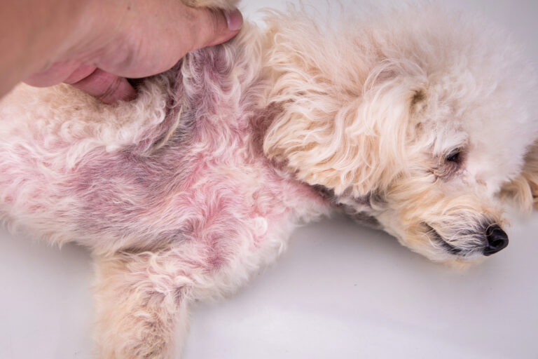 dog skin care