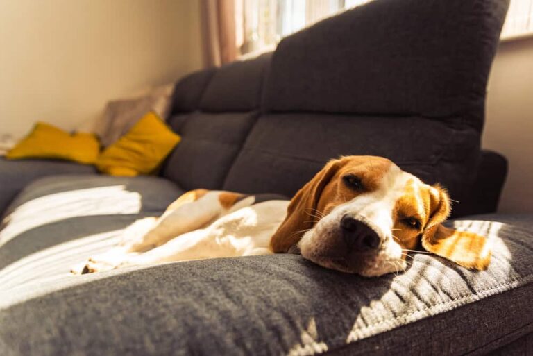 Dog lying, sleeping on the dark sofa