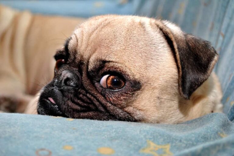 Annoyed puppy looks at camera.