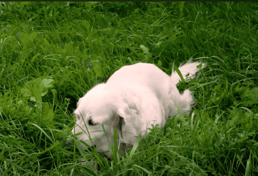 Dog sniffs grass.
