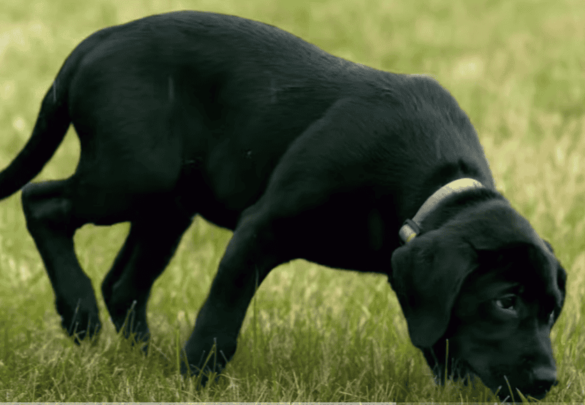 Black lab dog sniffs grass.