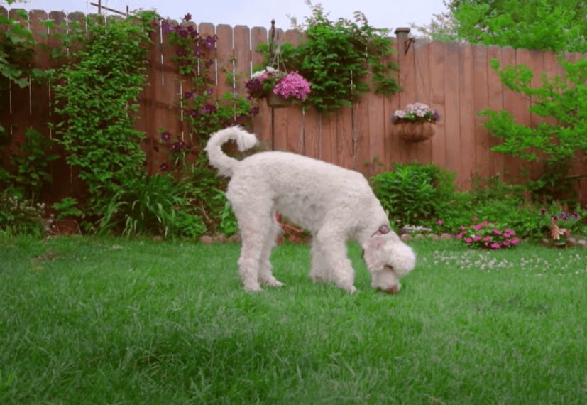 A poodle dog eating grass on a backyard lawn.