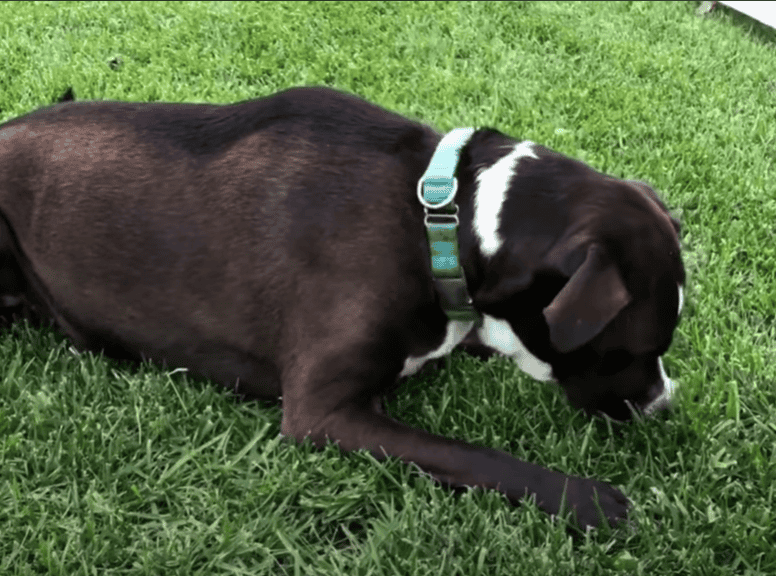 Dog eating grass.