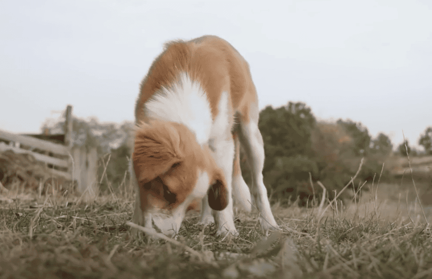A dog eats grass.