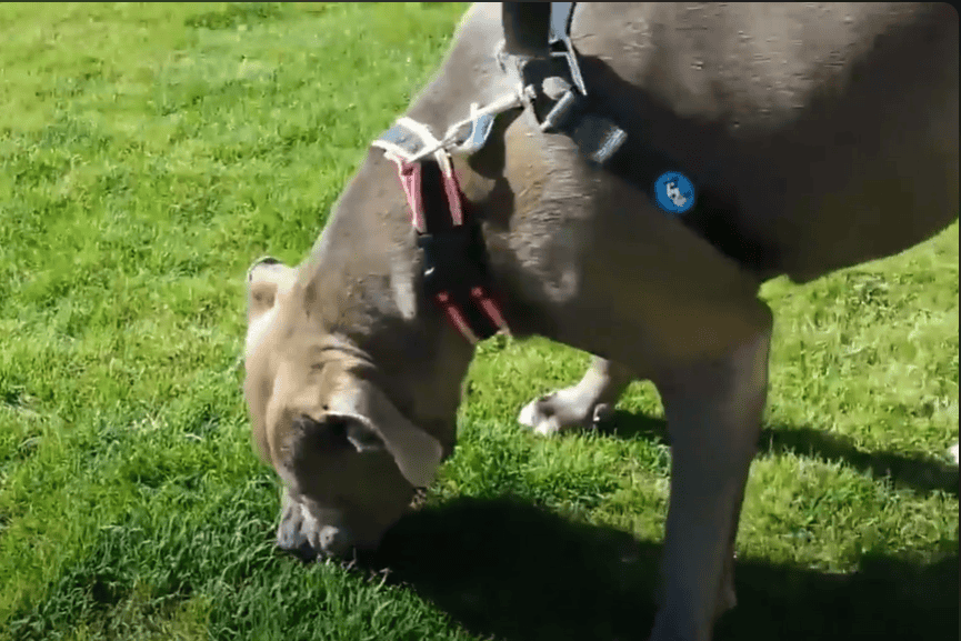Dog eating grass.
