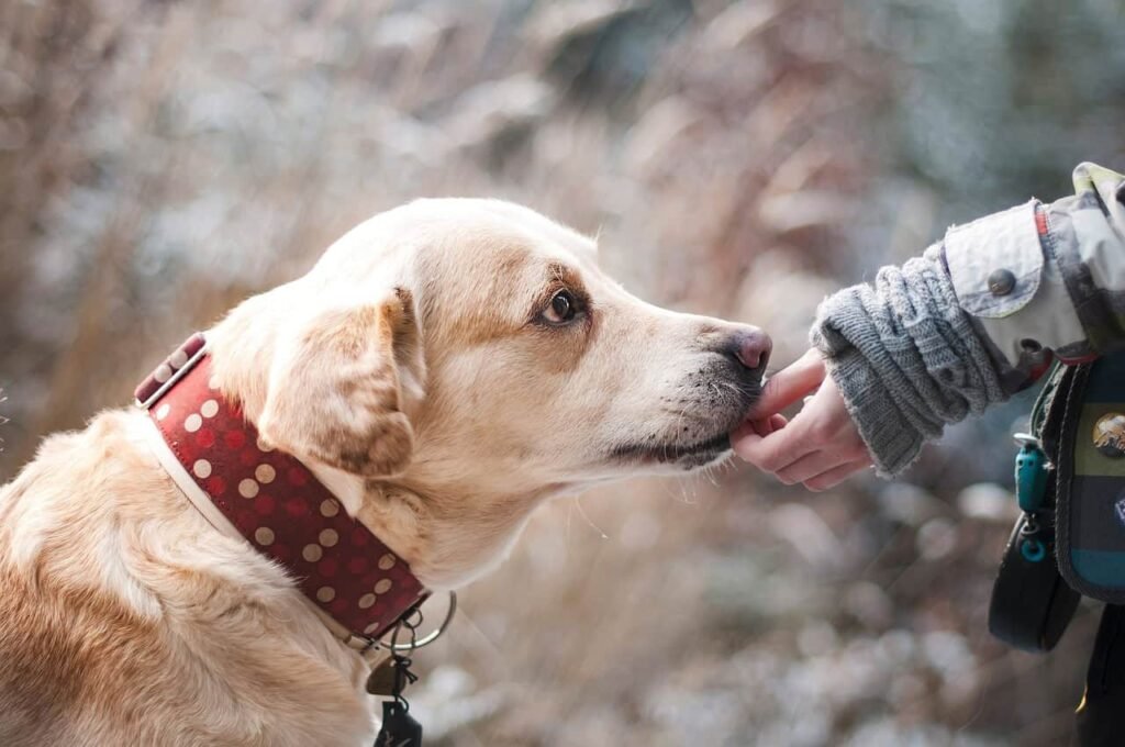 A dog licks a human hand.
