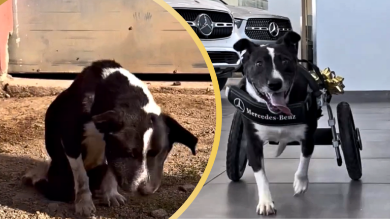 Mercedes Benz Gifts Two-Legged Dog Her Own Set of Wheels