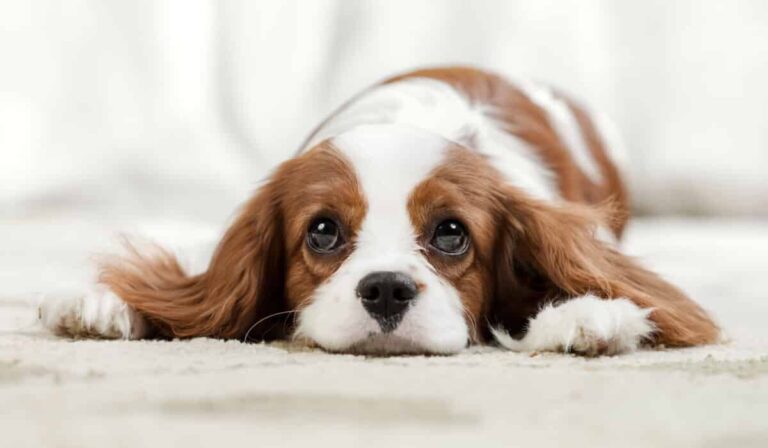 Why Your Dog Might Be An Anxious Breed And How To Help
