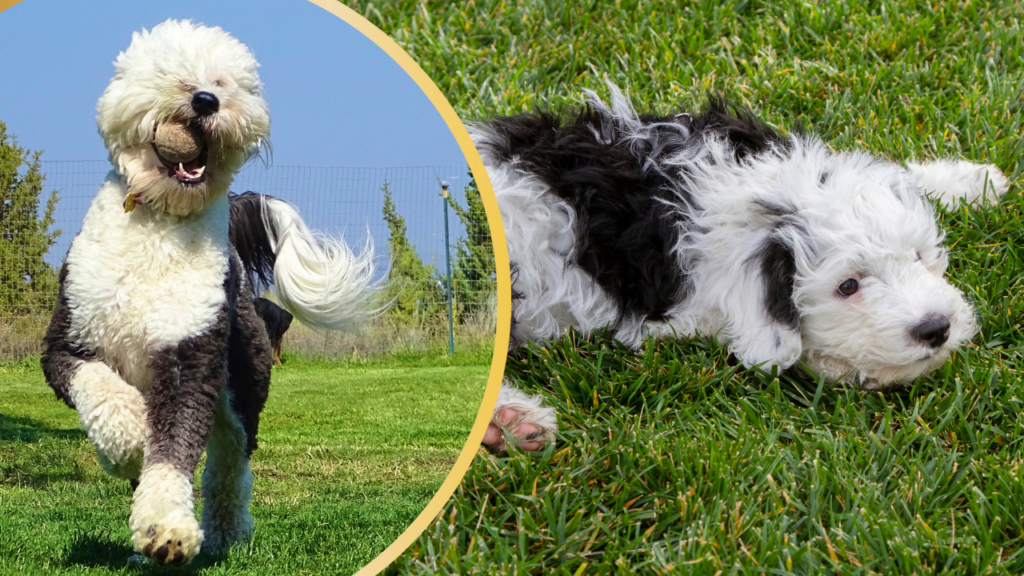 Sheepadoodle personality