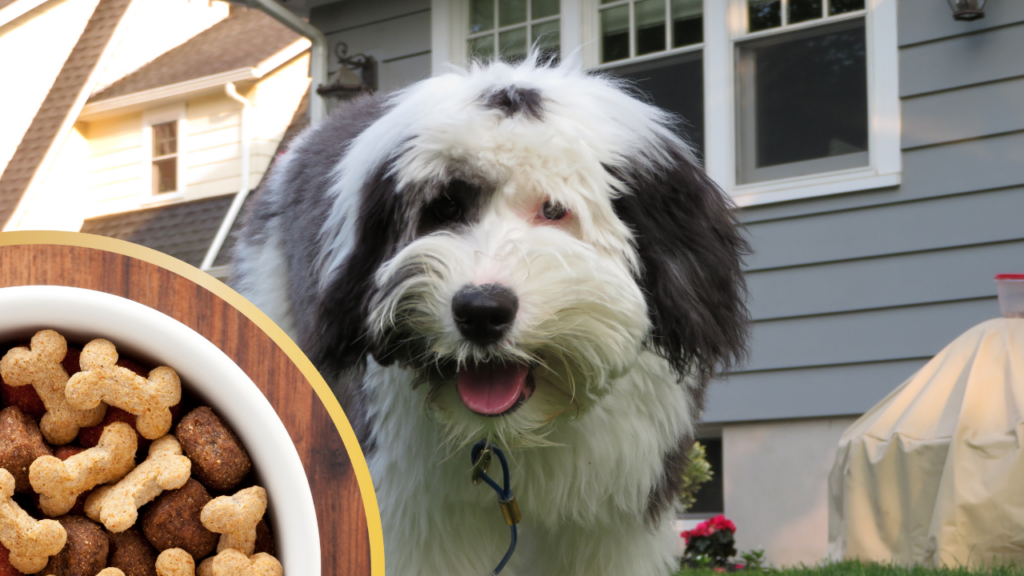 Sheepadoodle food