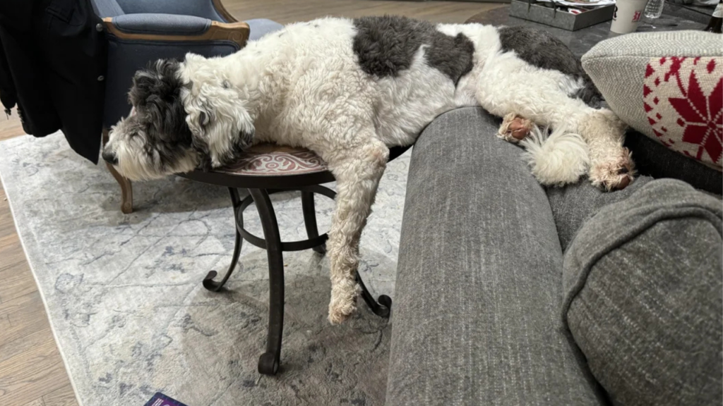 Sheepadoodle training