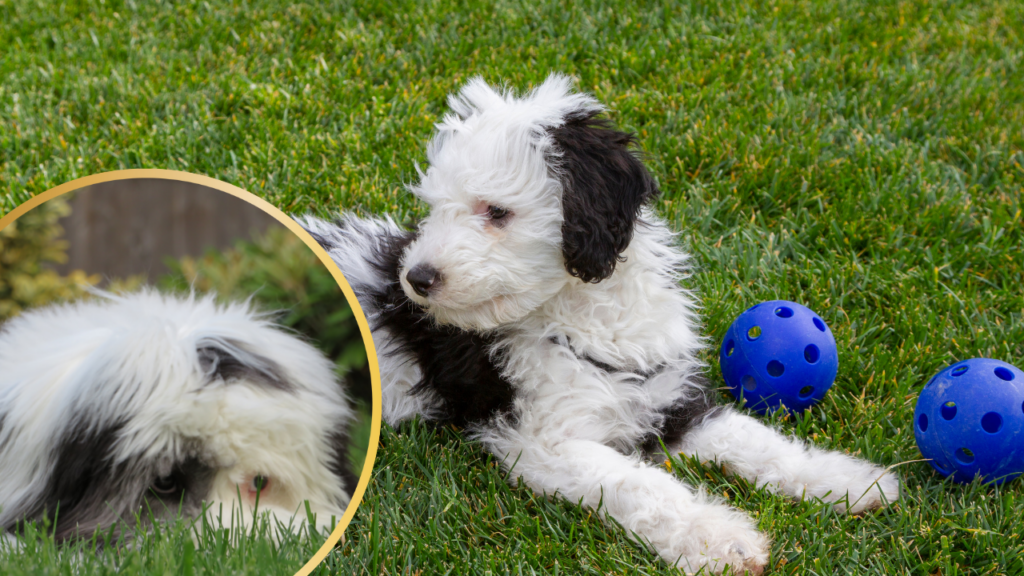 Sheepadoodle coat
