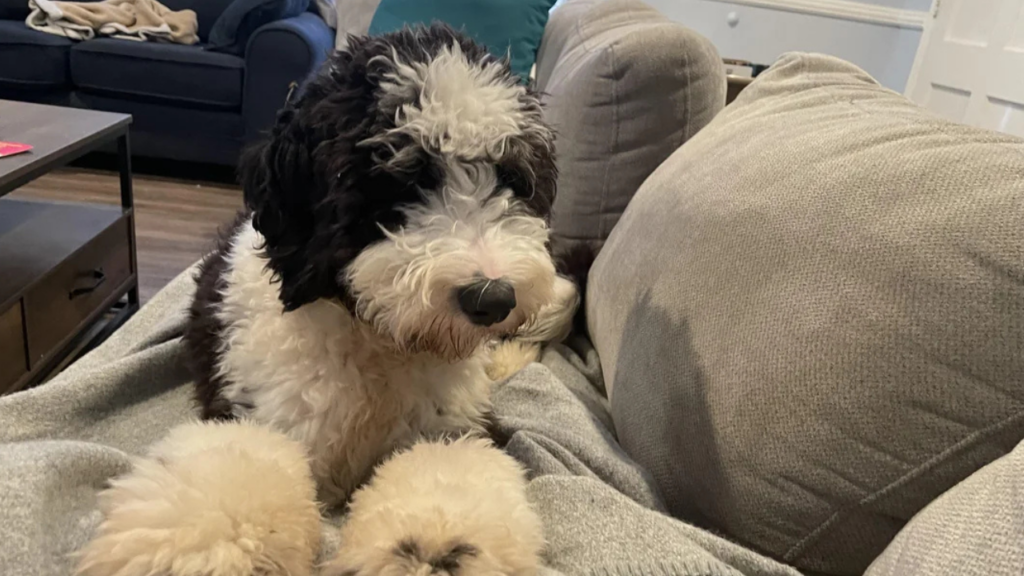 Sheepadoodle on couch