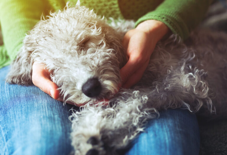 dog sleeping