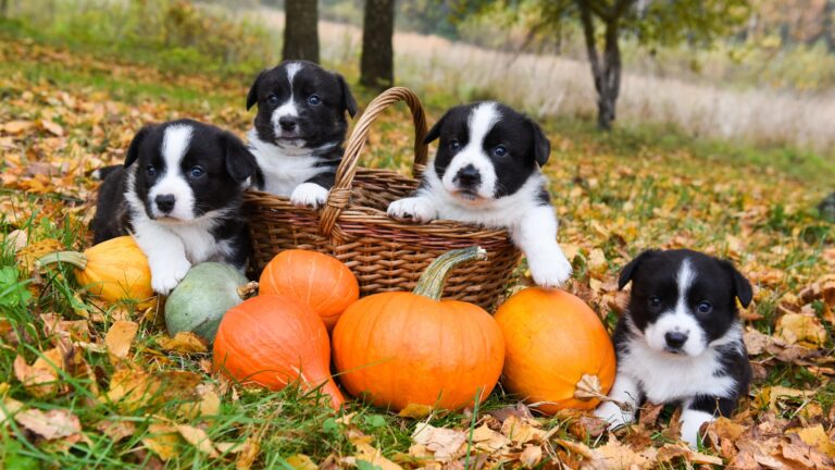 Foods in Your Pantry That Could Help Your Dog Live Longer