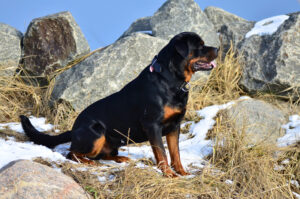 German Rottweiler