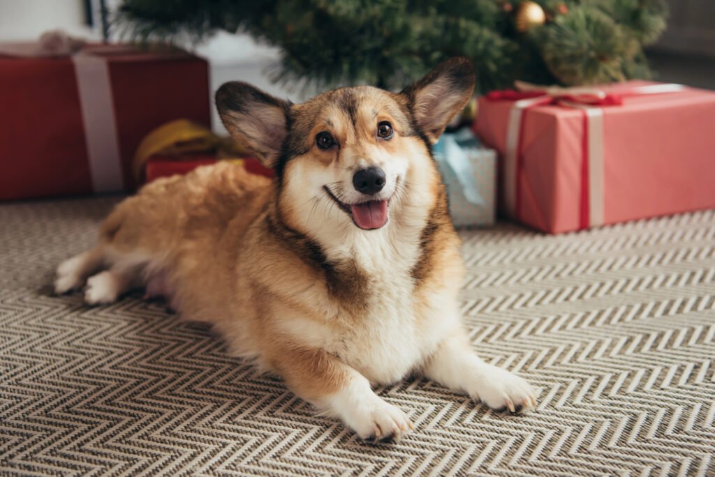 Welsh Corgi under Christmas tree