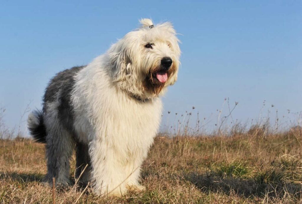 A large sheepadoodle