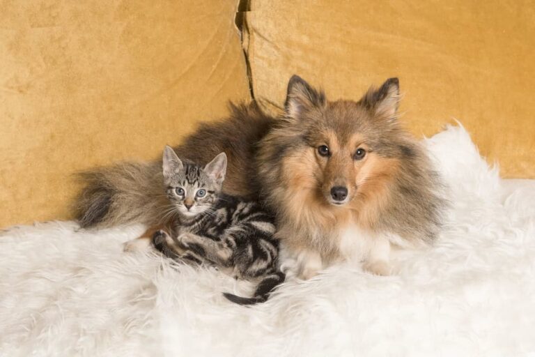 Dog Breeds That Get Along Perfectly with Cats