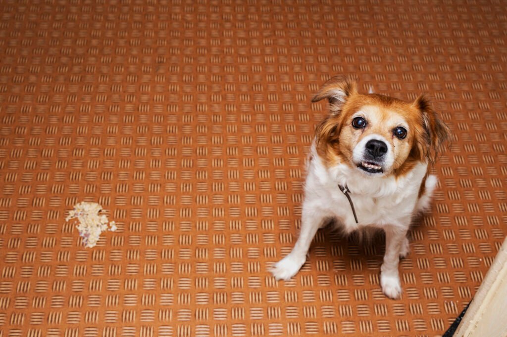 Dog puking