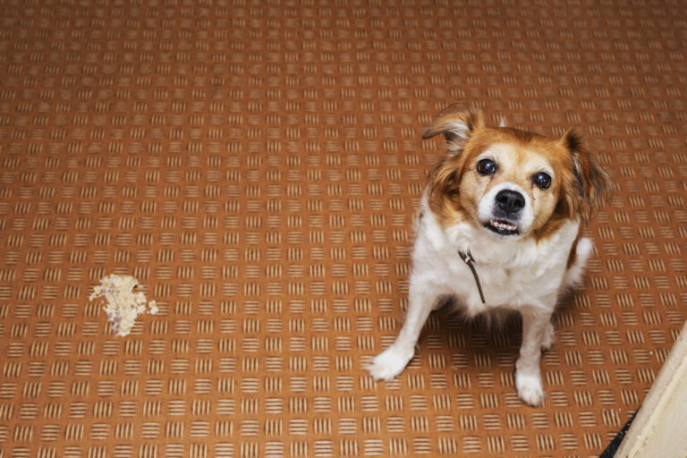 Dog puking