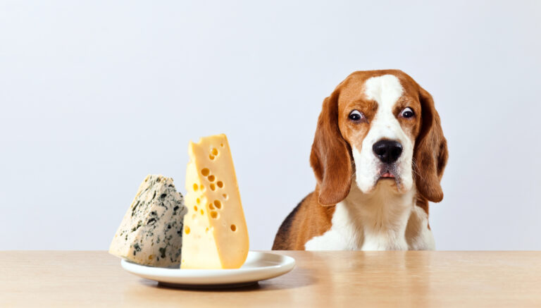 Can dogs eat cheese