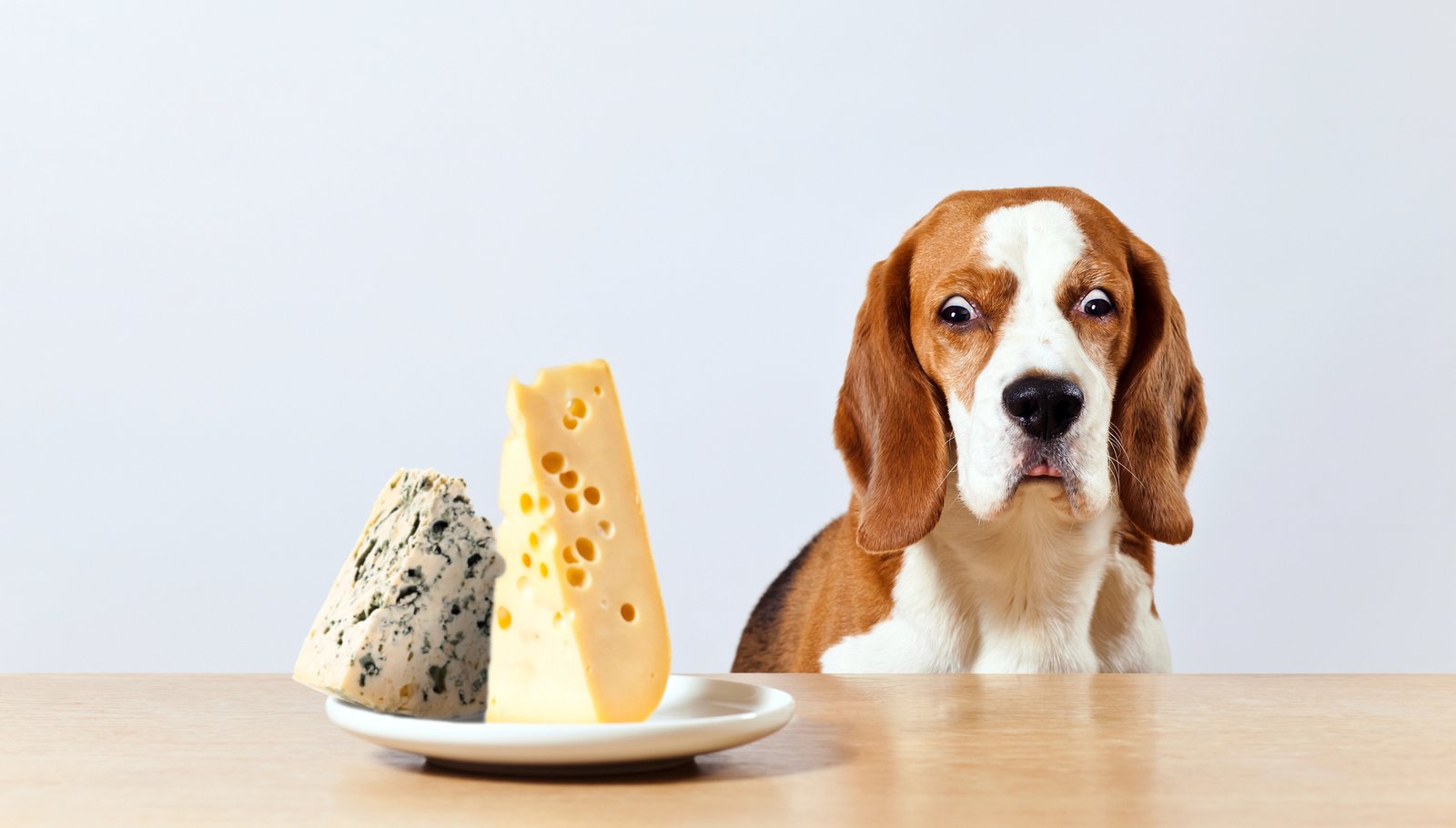 Can Dogs Eat Cheese?