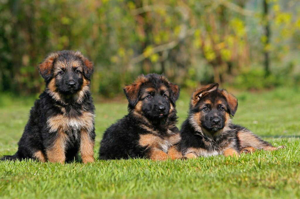 German Shepherd Puppies
