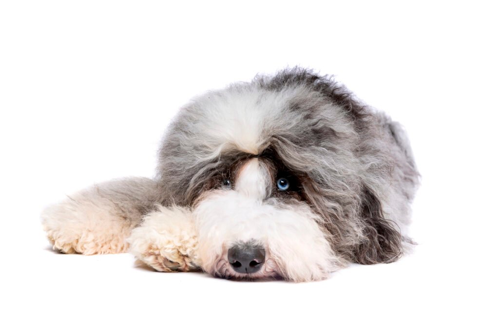 The sheepadoodle breed