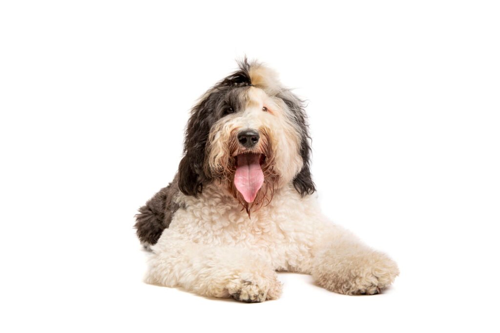 sheepadoodle