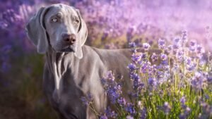 The Weimaraner