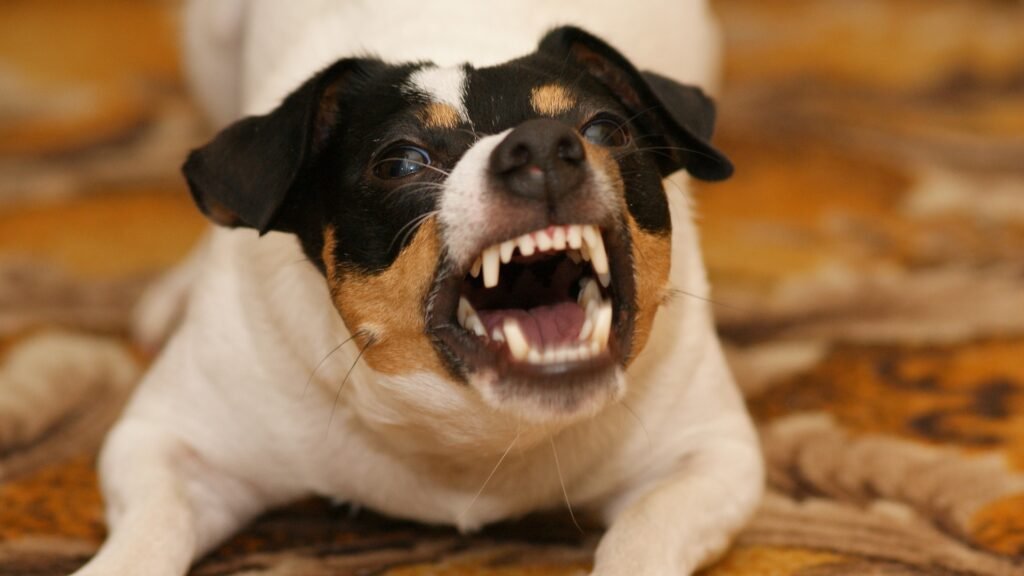 Tollwut bei Hunden