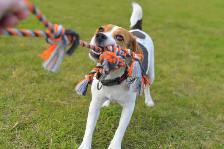 Best dog toys