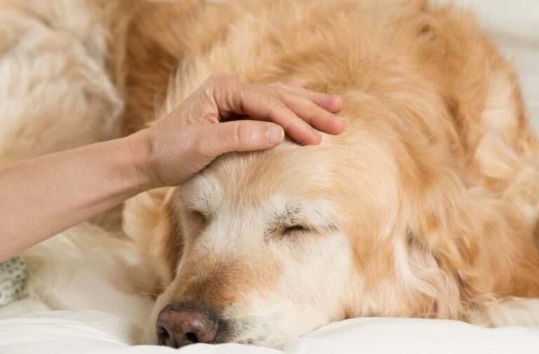 How Long Can Your Dog Go Without Eating? Here’s What You Need to Know