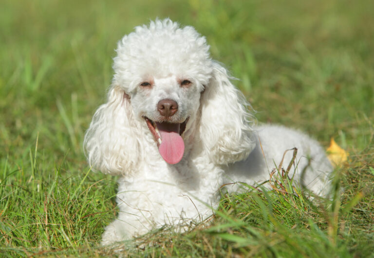 Featured: White Toy poodle