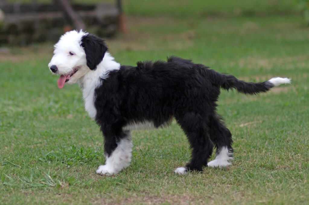Sheepadoodle puppy