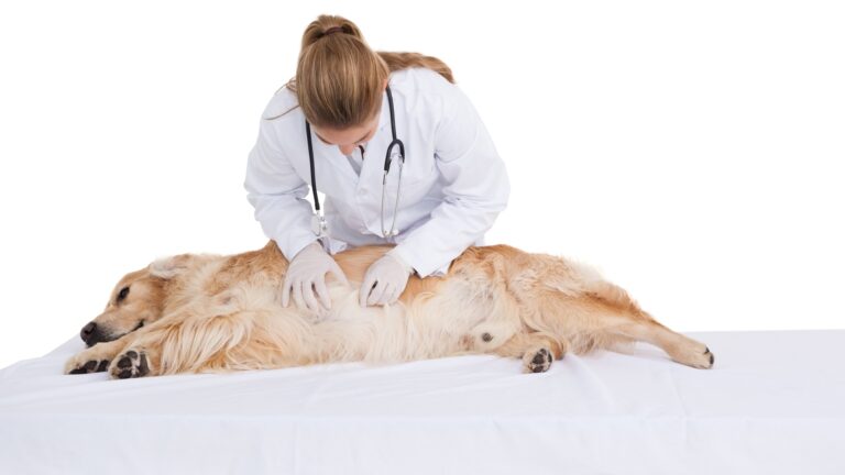stomach ache in dogs